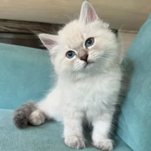 Siberian Kittens