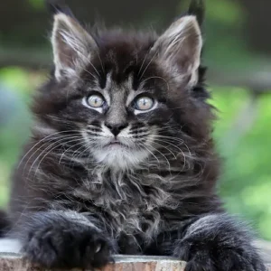 Maine Coon Kitten