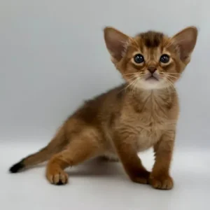 Abyssinian & Somali kitten