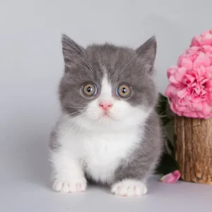 260 Duks (U) Munchkin shorthair male kitten