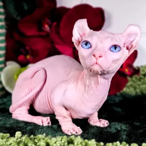 Sphynx Kittens